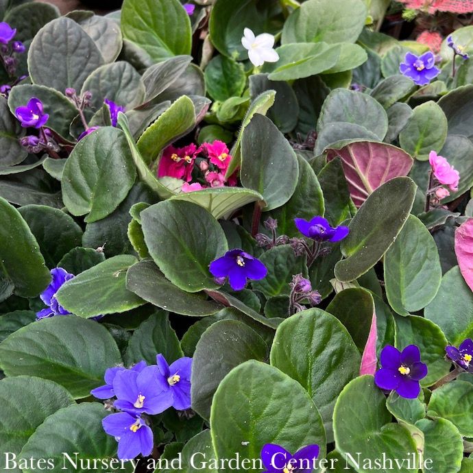 4p! African Violet Premium Asst /Tropical
