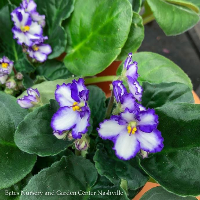 4p! African Violet Premium Asst /Tropical