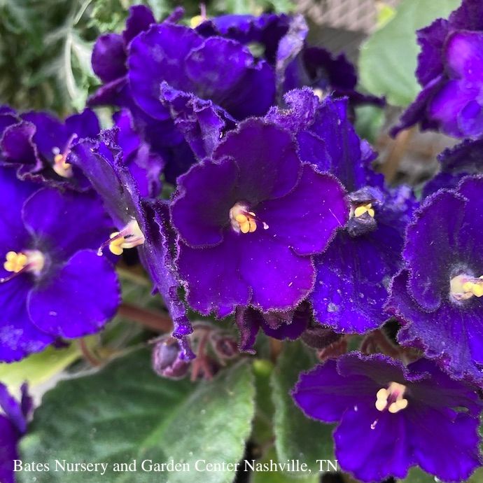 4p! African Violet Premium Asst /Tropical