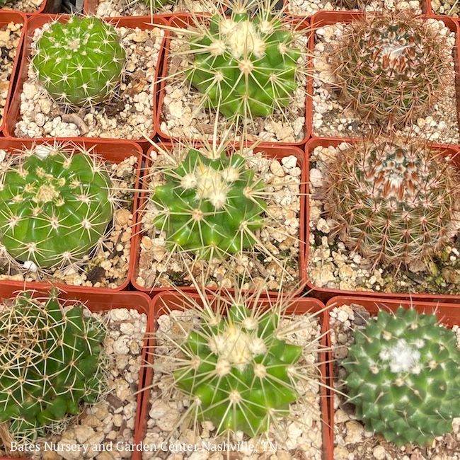 3.5p! Succulent &amp; Cactus Assorted 5.99