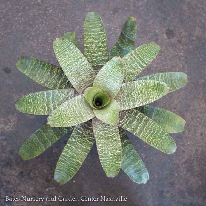 6p! Bromeliad Assortment /Tropical