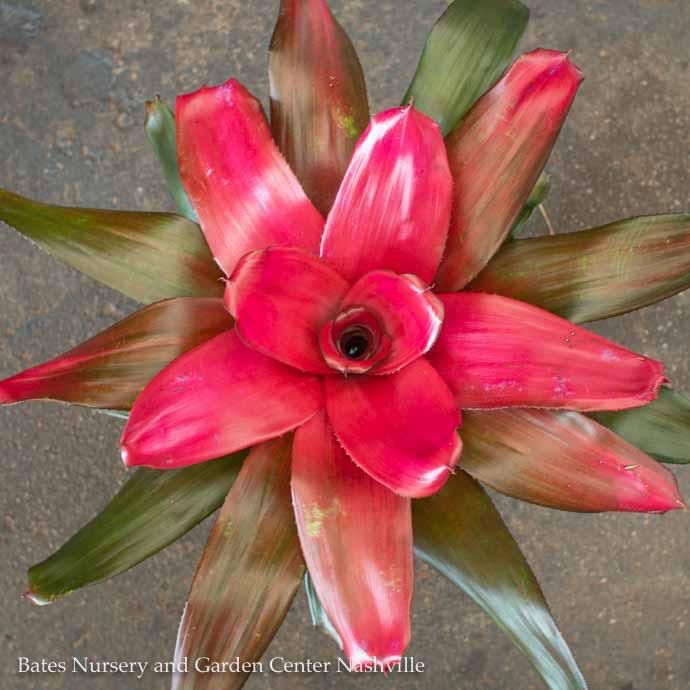 6p! Bromeliad Assortment /Tropical
