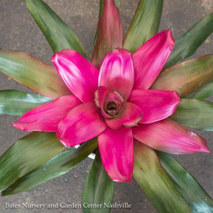 6p! Bromeliad Assortment /Tropical