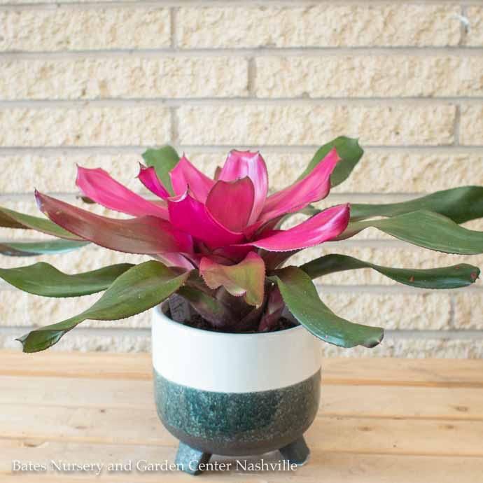 6p! Bromeliad Assortment /Tropical
