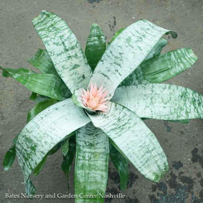 6p! Bromeliad Assortment /Tropical