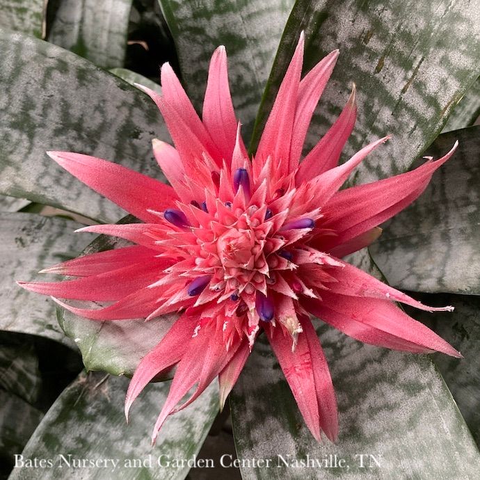 6p! Bromeliad Assortment /Tropical