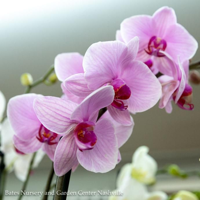 5p! Orchid Phalaenopsis /Tropical  Assorted Colors
