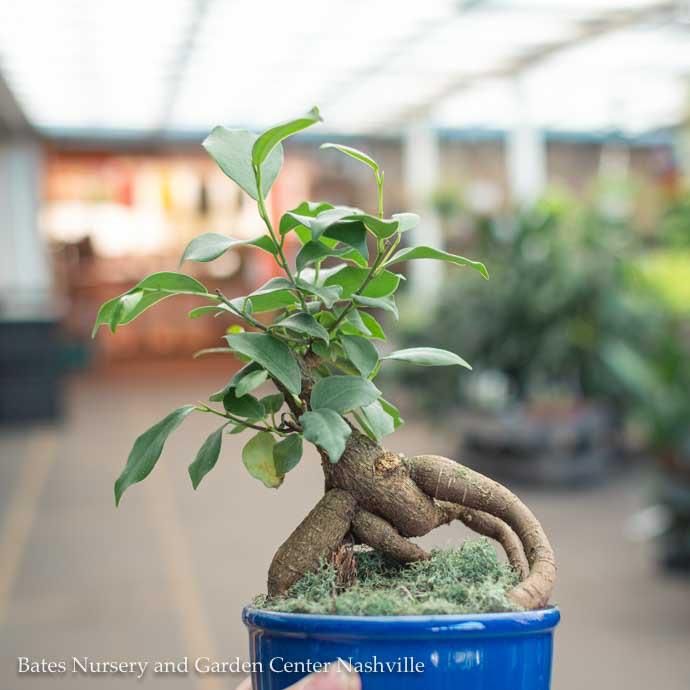4p! Bonsai Mini Harmony Assortment /Tropical