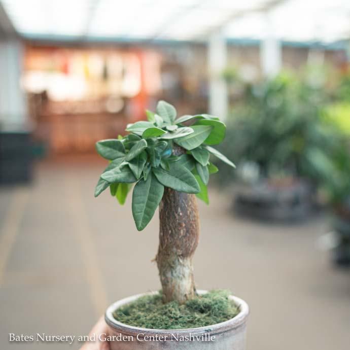 4p! Bonsai Mini Harmony Assortment /Tropical