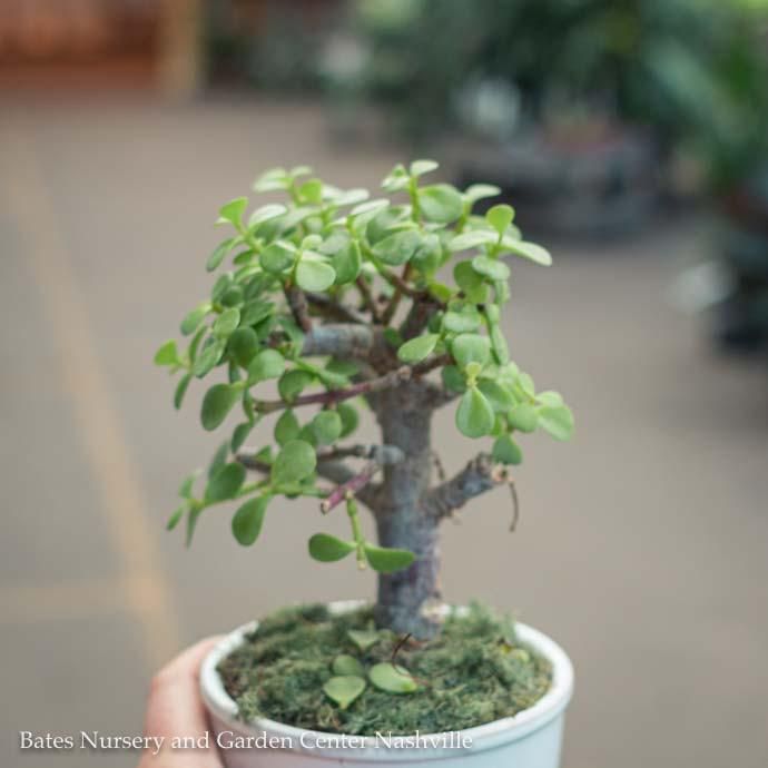 4p! Bonsai Mini Harmony Assortment /Tropical