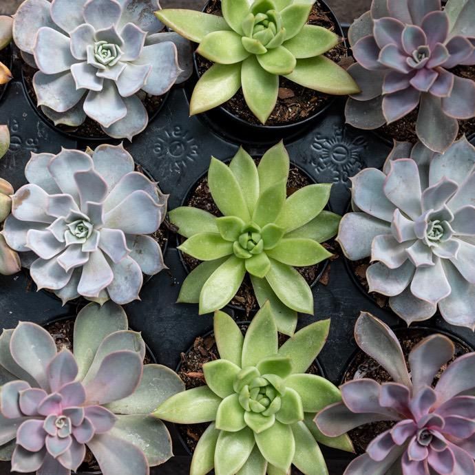 4p! Succulent Asst /Tropical