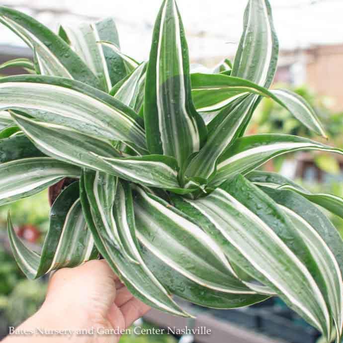 8p! Dracaena Dragon Jade Jewel Tip 3ppp /Tropical