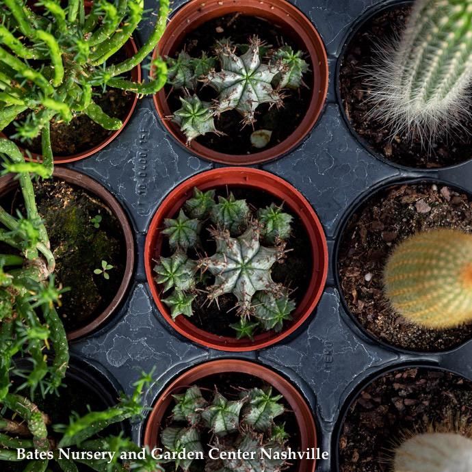 4p! Cactus Assorted /Tropical