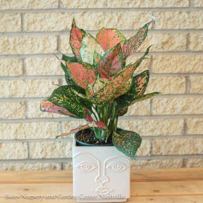 6p! Aglaonema Red Valentine / Chinese Evergreen /Tropical