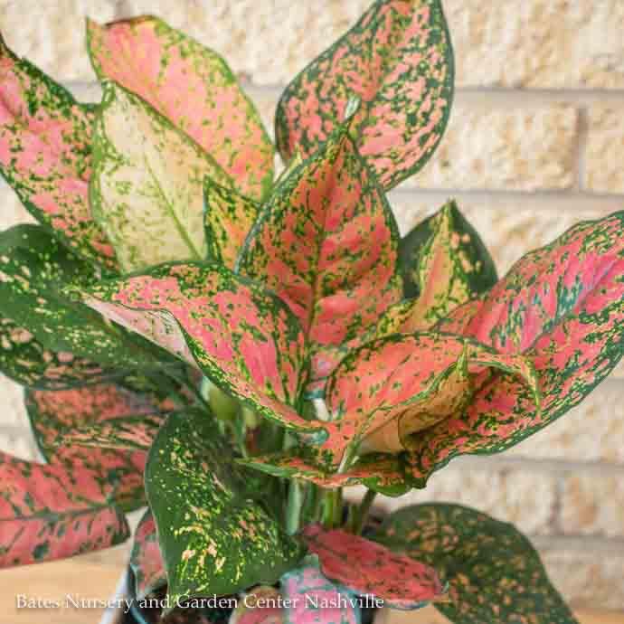6p! Aglaonema Red Valentine / Chinese Evergreen /Tropical