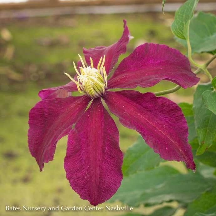 #1 Clematis x Niobe/ Red