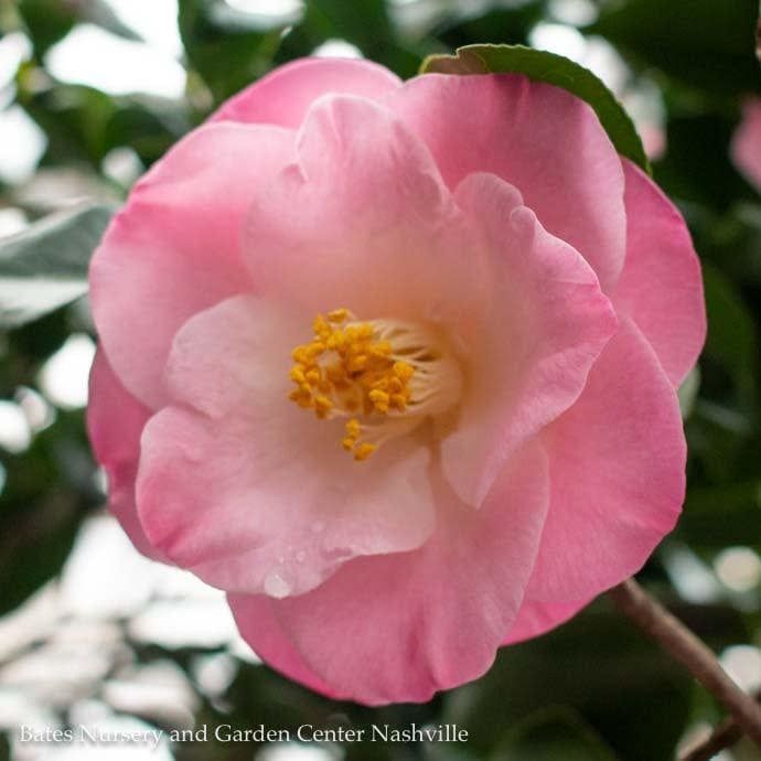 #3 Camellia japonica Ice Angels &#39;April Remembered&#39;/ Pink - No Warranty