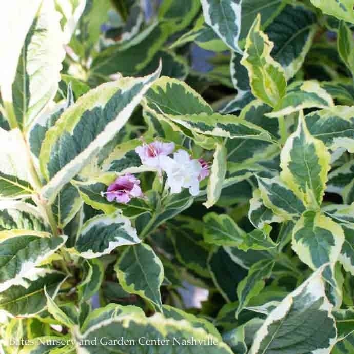 #2 Weigela flor Mor-Colourful/ Variegated