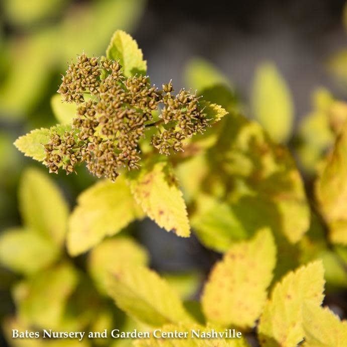 #2s Spiraea japonica PW Double Play &#39;Big Bang&#39;/ Pink Flowers, Gold Foliage