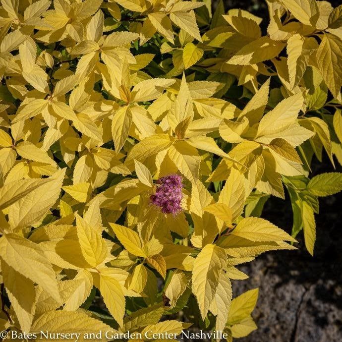 #2 Spiraea x bumalda Golden Sunrise/ Compact