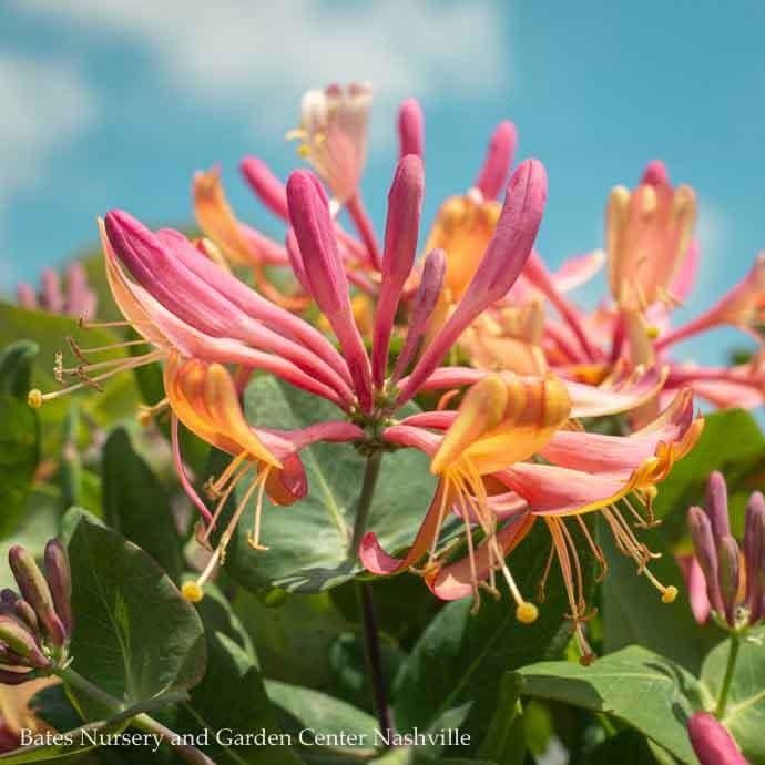 #1 Lonicera x heckrottii Goldflame/ Pink Honeysuckle