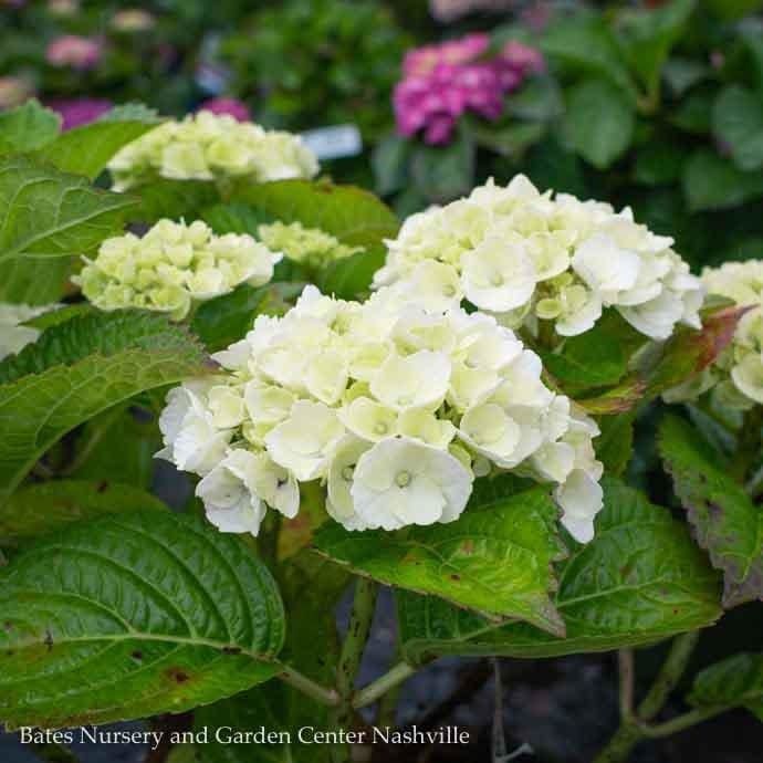 #2 Hydrangea mac Seaside Serenade &#39;Cape Lookout&#39;/ Bigleaf/ White/Soft Pink Rebloom