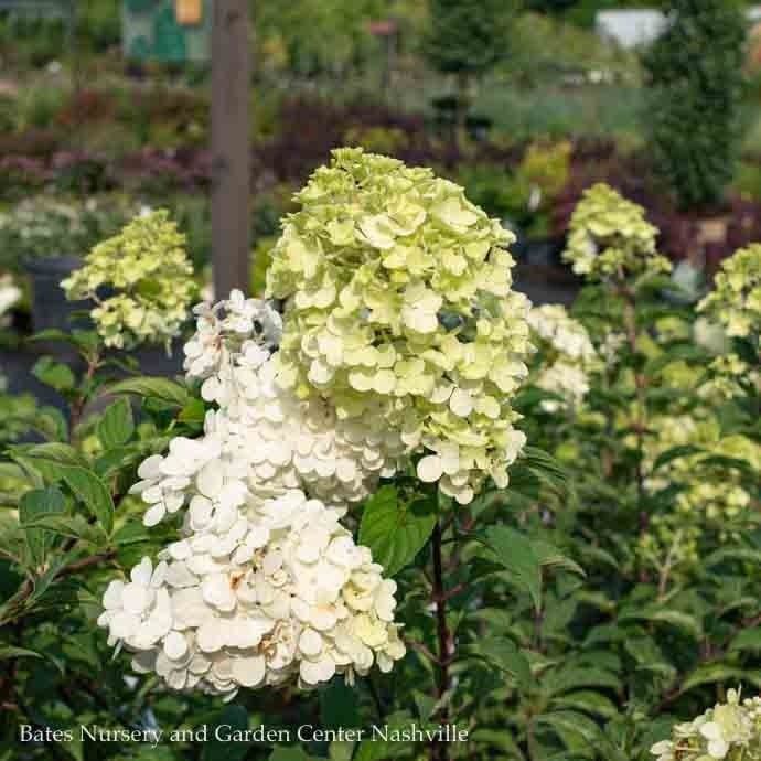 #3 Hydrangea pan Vanilla Strawberry/ Panicle White to Pink