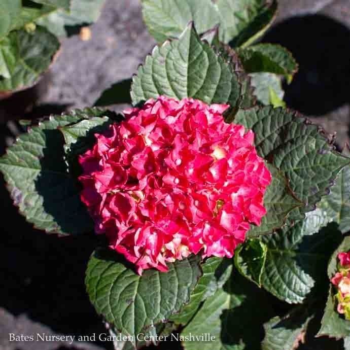 #2 Hydrangea mac SL Heart Throb/ Bigleaf/ Mophead
