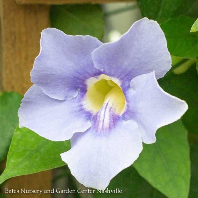 Tropical 10p! Thunbergia/ Blue Sky Vine Trellis
