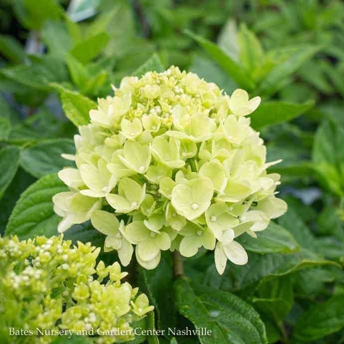 #2s Hydrangea pan PW Little Lime/ Panicle White