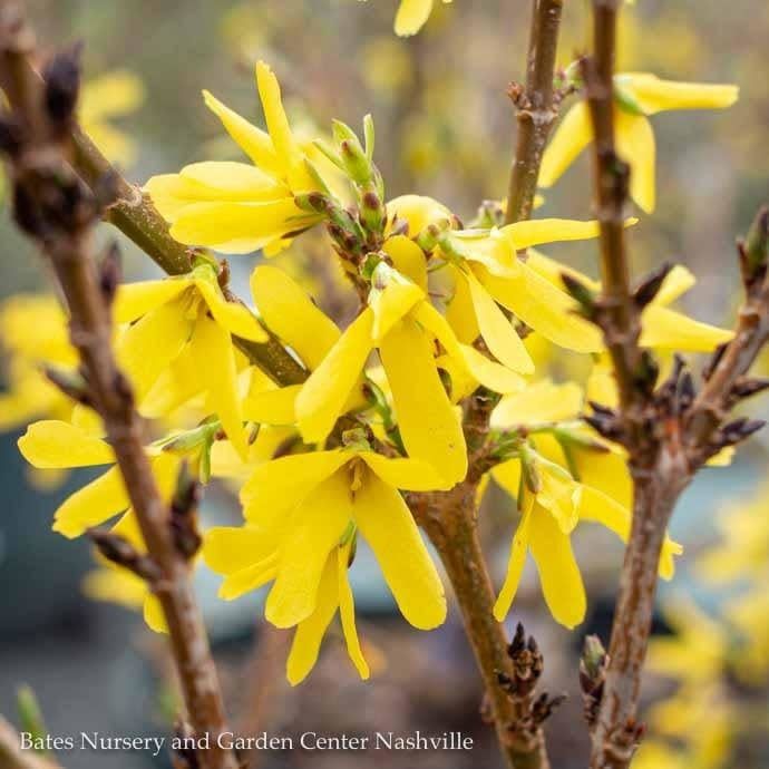 #2 Forsythia x Springshine/ Compact
