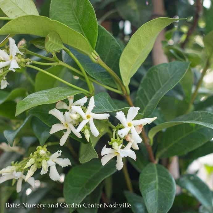 10p!  Trachelospermum jasminoides /Star or Confederate Jasmine on Trellis /Tropical - No Warranty