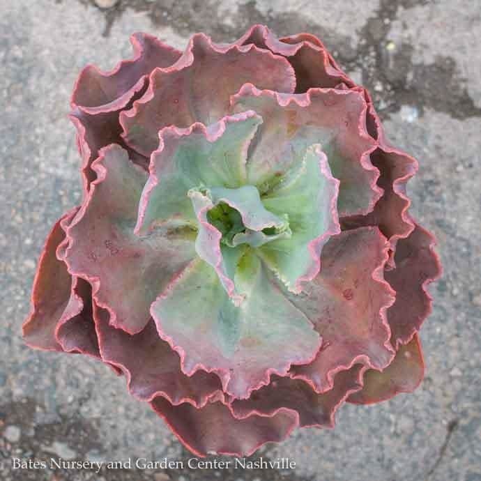 Tropical #1 Echeveria Ruffled Red