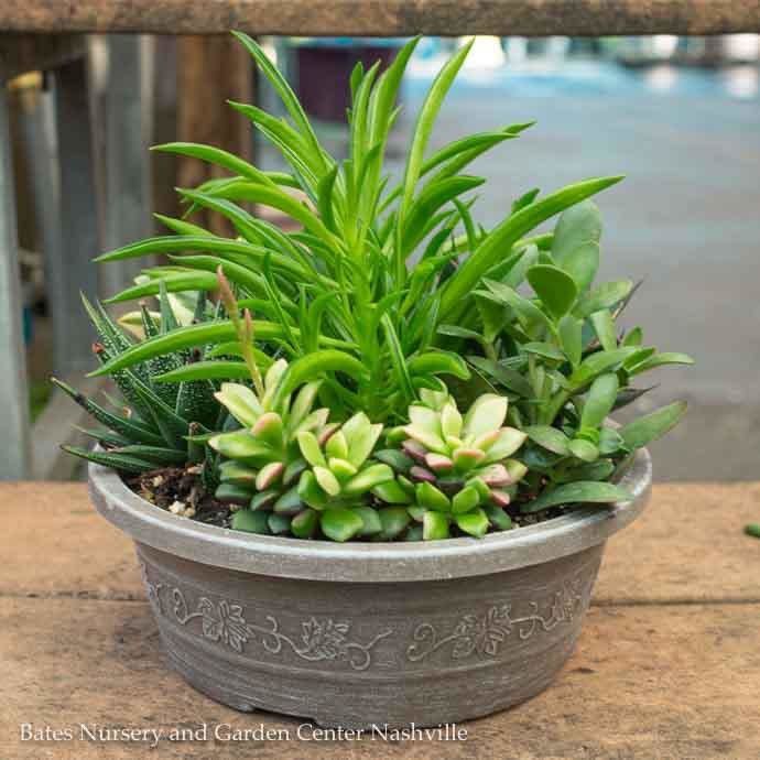 Tropical 8P Savannah Planter w/ Succulent Combo
