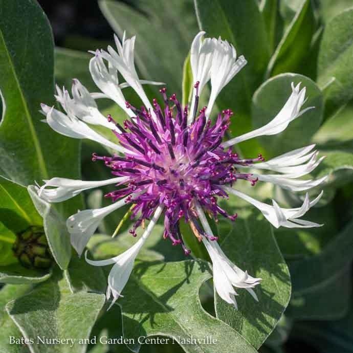 QP Centaurea montana Amethyst in Snow/ Cornflower, Bachelor Button