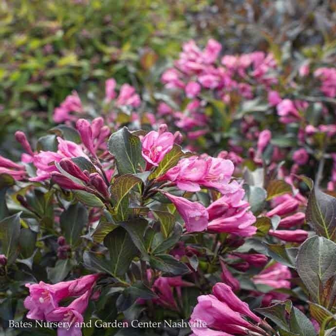 #2 Weigela flor Coco Krunch/ Compact