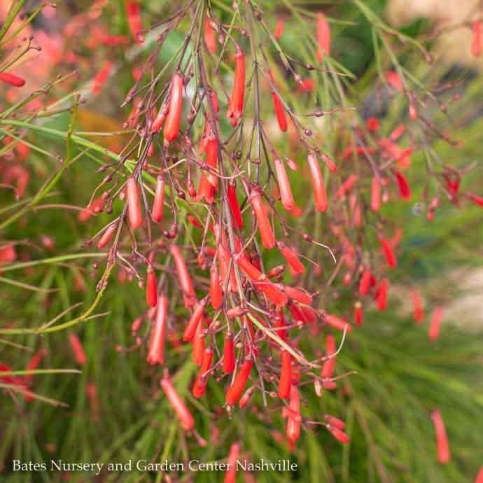 Tropical 10p! Firecracker Bush/ Russelia Red