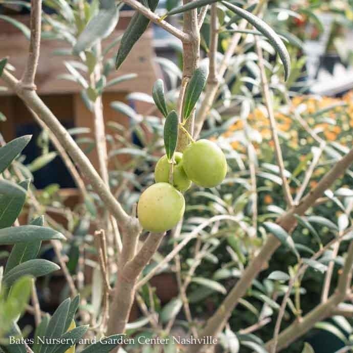 Tropical Edible #7 Olea Haas Improved Manzanillo/ Fruiting Olive - No Warranty
