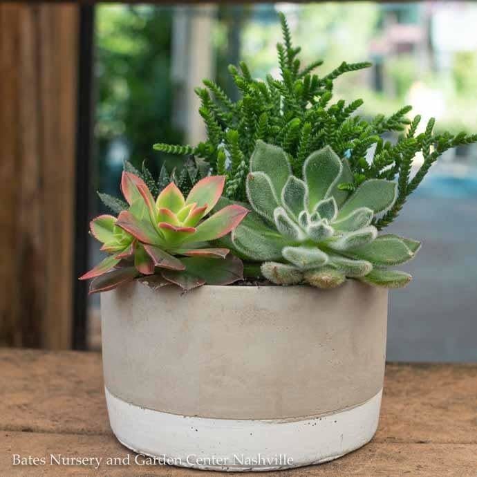 Tropical 5P Jikka Cylinder w/ Succulent Combo