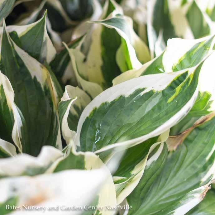 #1 Hosta x Minuteman / Green w/ White Margins