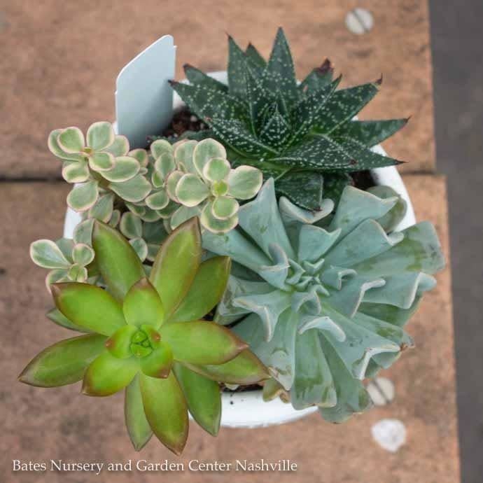Tropical 5P Ancient Art Round w/ Succulent Combo