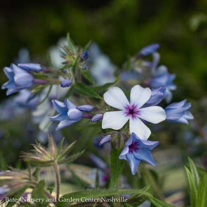 QP Phlox div Chattahoochee/ Woodland Native (TN)