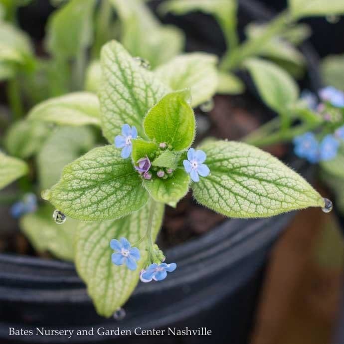 #1 Brunnera mac Silver Heart/ Siberian Bugloss