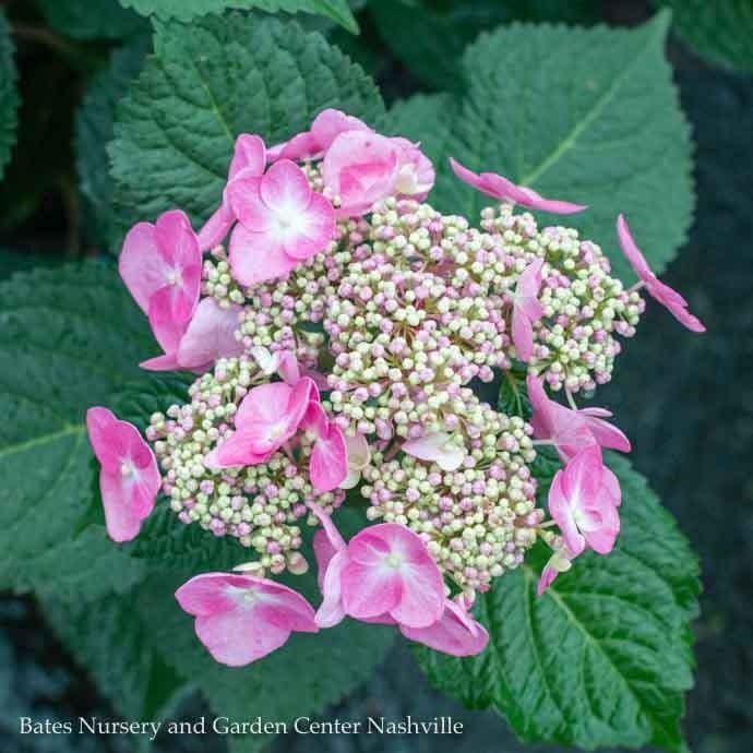 #3 Hydrangea mac Endless Summer &#39;Twist-n-Shout&#39;/ Bigleaf/ Lacecap Repeat Pink or Blue