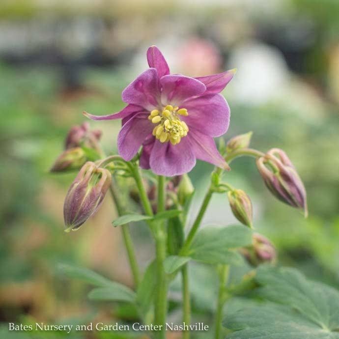 QP Aquilegia x Biedermeier/ Columbine