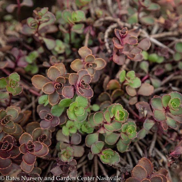 QP Sedum spurium Bronze Carpet/ Stonecrop