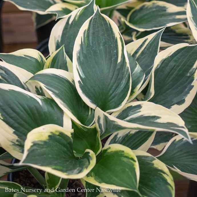 #1 Hosta Patriot/ Dark Green w/ White Margins