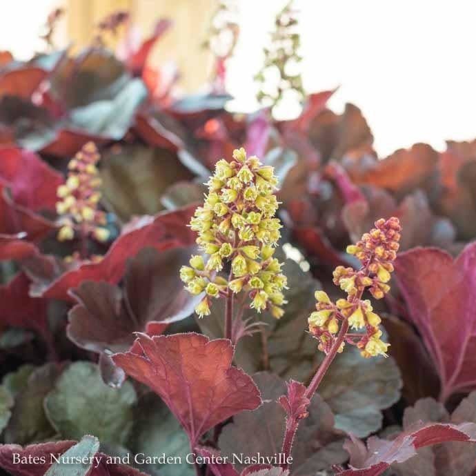 #1 Heuchera x Little Cutie &#39;Blondie&#39;/ Coral Bells