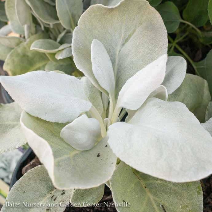Tropical #1 Senecio can Angel Wings  - No Warranty