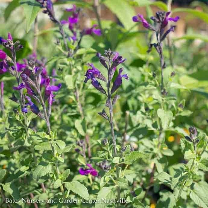Tropical #1 Salvia jamensis Vibe &#39;Ignition Purple&#39; - No Warranty